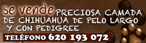 Publicidad
