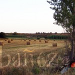 100812pcereal_campo El cereal es uno de los sectores con más peso en la agricultura de la comarca.