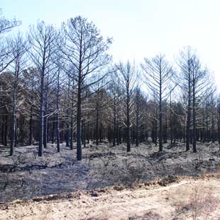 120822incendioforestalmonte