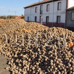 141029patatasvillamontan Patatas vertidas por un productor en una calle de Villamontán de la Valduerna.