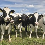150410vacasganaderia La ganadería de vacuno aún conserva un importante peso en el sector primario leonés.