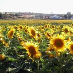 150909campocultivogirasol Fotografía de archivo de un campo destinado al cultivo de girasol.