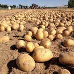 190130campopatatas Fotografía de archivo de un campo de cultivo de patatas durante la época de recolección.